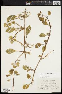 Ludwigia hexapetala image