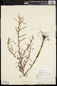 Ludwigia linearis image