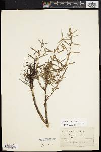 Ludwigia linearis image