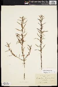 Ludwigia linearis image