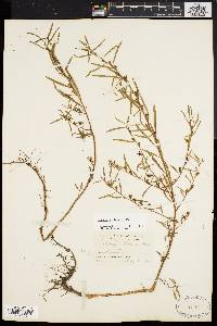 Ludwigia linearis image