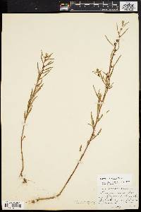 Ludwigia linearis image