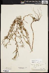 Ludwigia linearis image