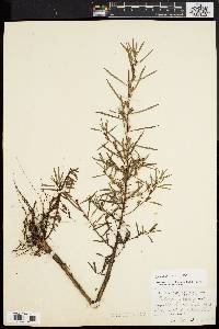 Ludwigia linearis image