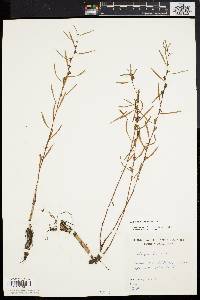 Ludwigia linearis image