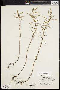 Ludwigia linearis image