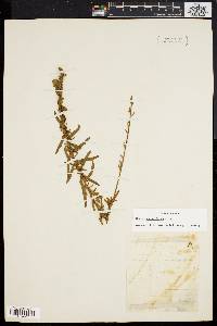 Image of Gaura angustifolia