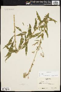 Oenothera gaura image