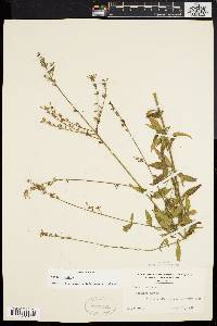 Oenothera gaura image