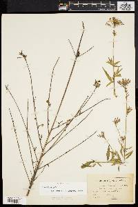 Oenothera gaura image