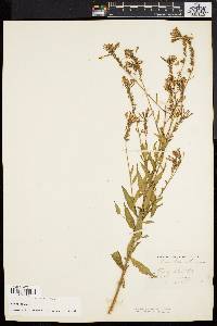 Oenothera gaura image