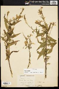 Oenothera gaura image