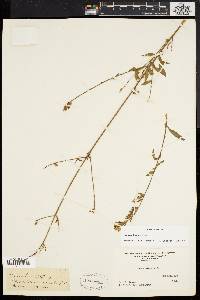 Oenothera gaura image