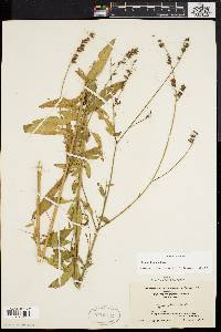 Oenothera gaura image