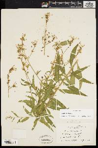 Oenothera gaura image