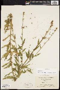 Oenothera gaura image