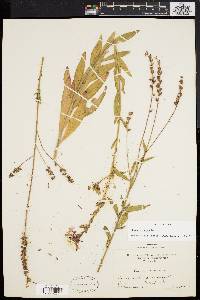 Oenothera gaura image