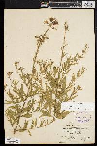 Oenothera gaura image