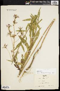 Oenothera gaura image