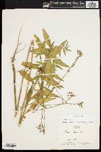 Oenothera gaura image