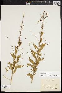 Oenothera gaura image