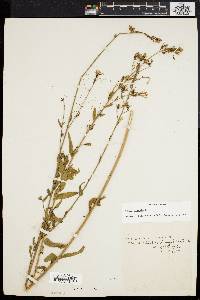 Oenothera gaura image