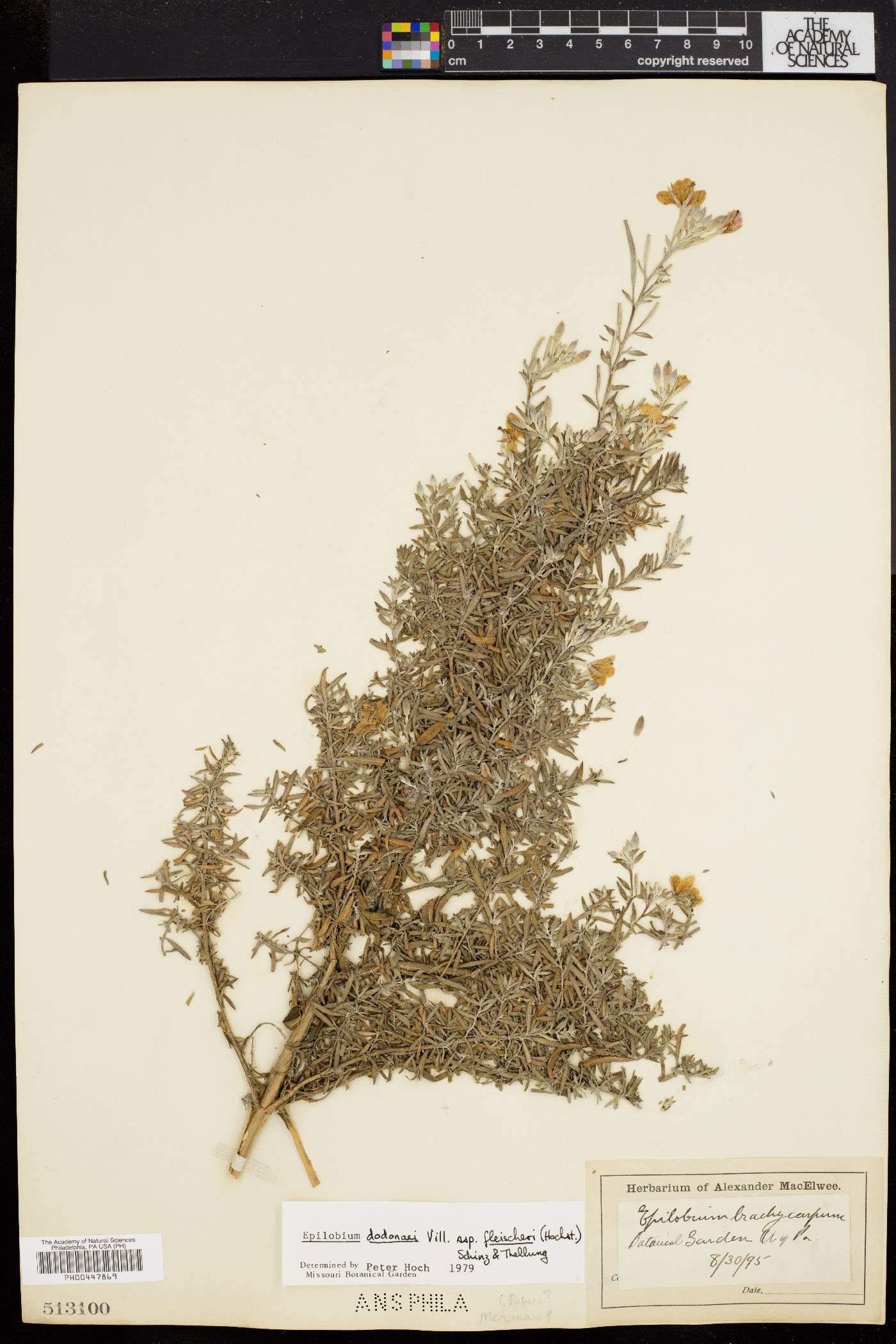 Epilobium dodonaei image