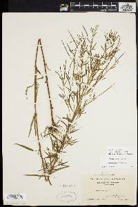 Epilobium leptophyllum image