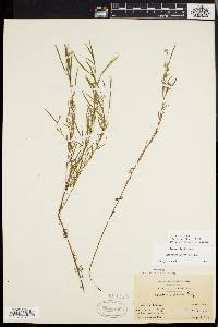 Epilobium leptophyllum image