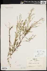 Epilobium leptophyllum image