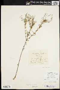 Epilobium leptophyllum image