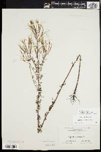 Epilobium leptophyllum image