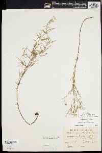 Epilobium leptophyllum image