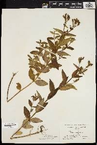 Rhexia virginica image