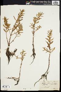 Rotala ramosior image