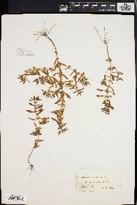 Rotala ramosior image