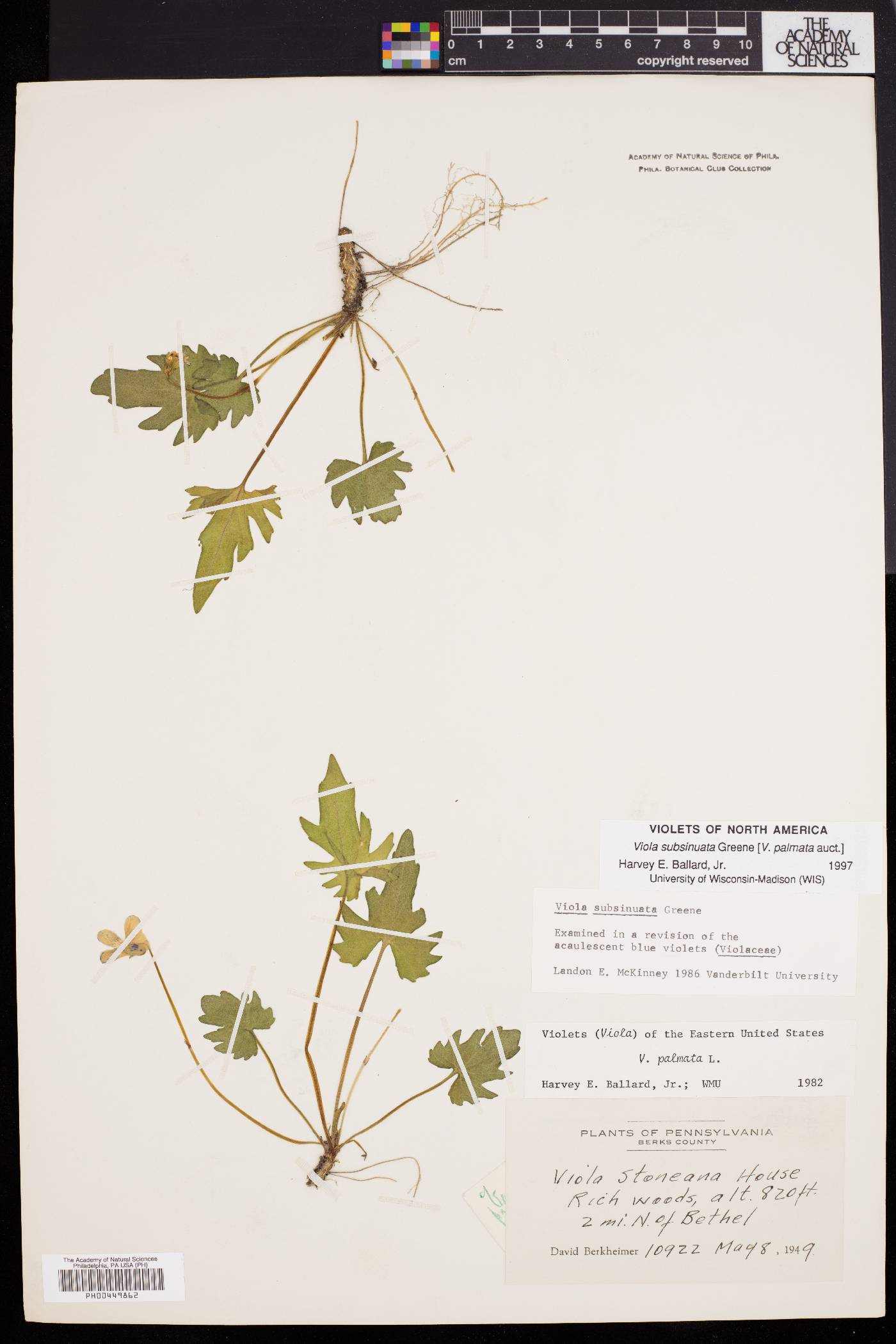 Viola subsinuata image