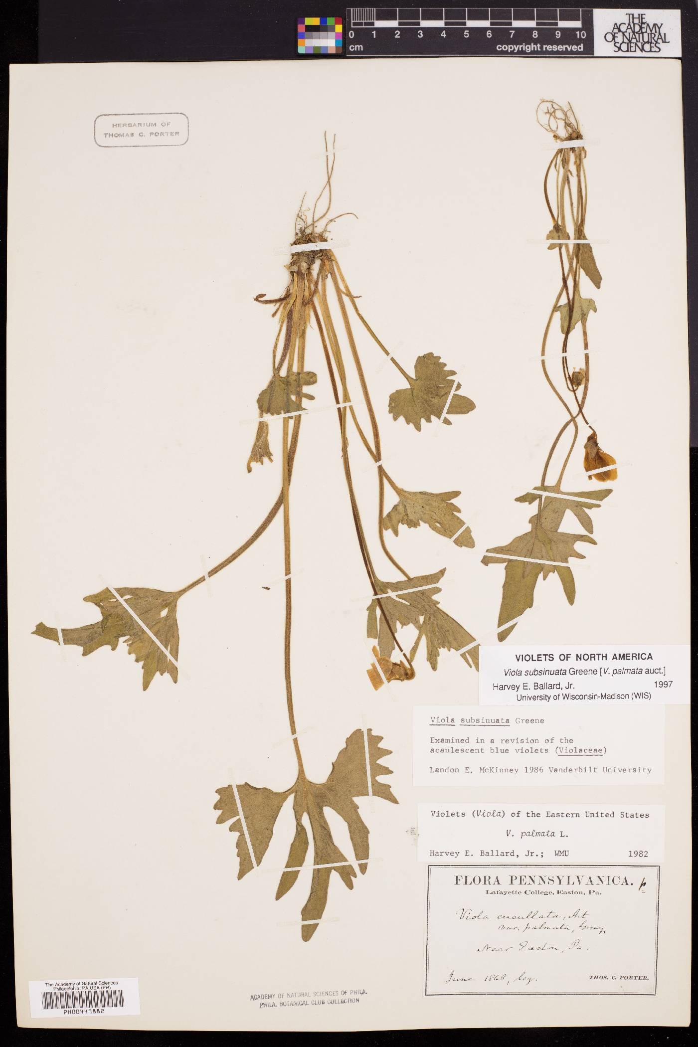 Viola subsinuata image