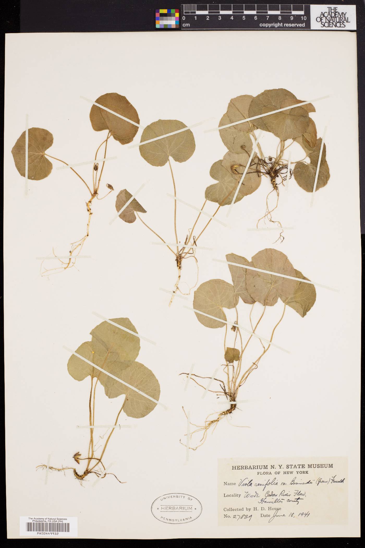 Viola renifolia image