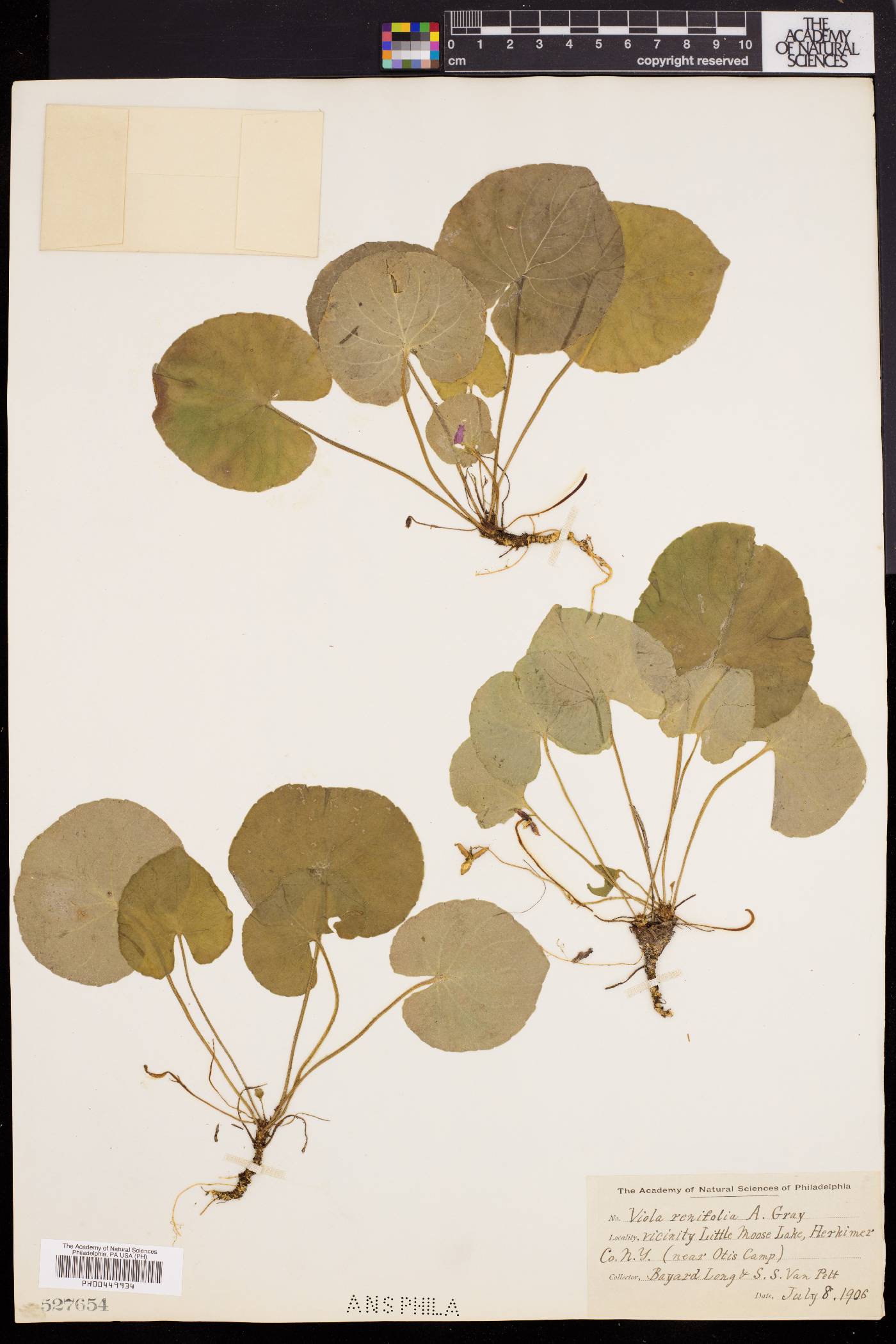 Viola renifolia image