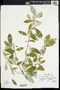 Elaeagnus umbellata image