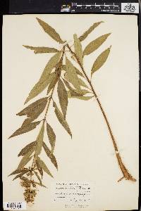 Decodon verticillatus image