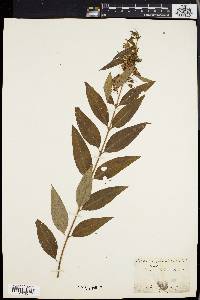 Decodon verticillatus image