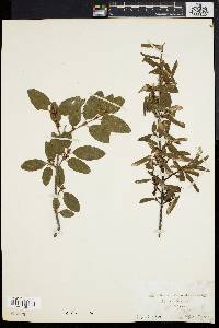 Shepherdia canadensis image