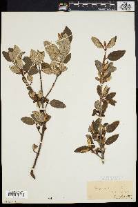 Shepherdia canadensis image