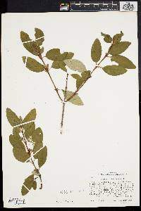 Shepherdia canadensis image