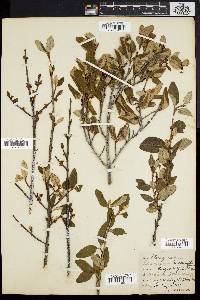 Shepherdia canadensis image