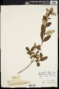 Shepherdia canadensis image