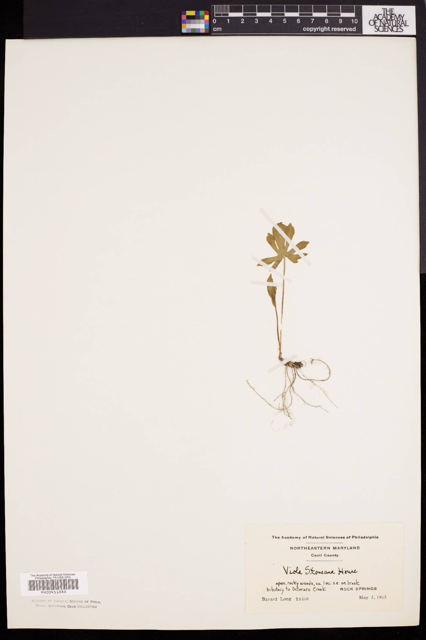 Viola stoneana image