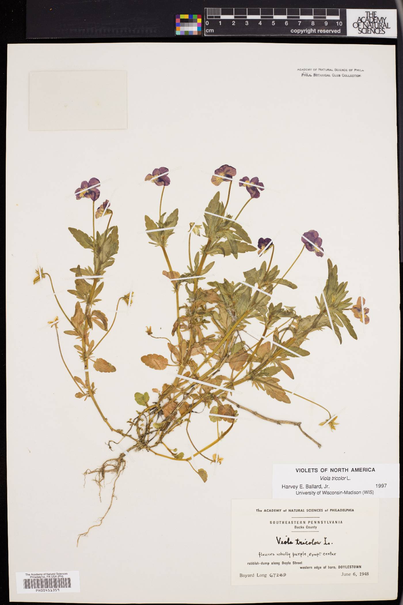 Viola tricolor image